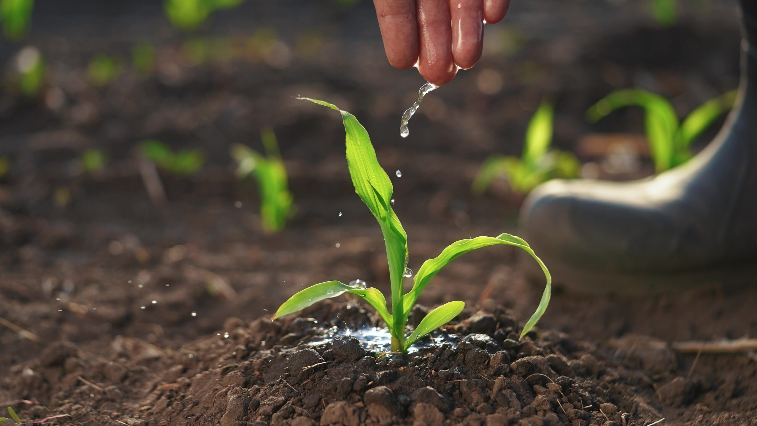 TheFarmerWorksInTheIrrigationCornPassionateAboutAgriculture - USA Works Close-up of a young corn seedling being watered by a droplet from a fingertip over the soil, with wet leaves glistening in sunlight.